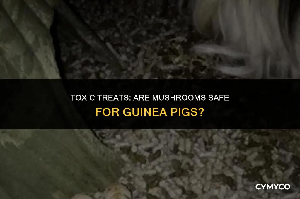 are mushrooms poisonous to guinea pigs