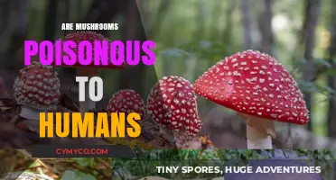 Exploring the Toxicity of Mushrooms: A Guide for Human Safety