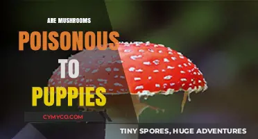 Toxic Treats: The Hidden Danger of Mushrooms for Puppies