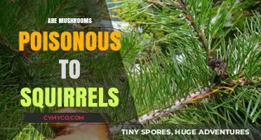 Toxic Treats: The Hidden Danger of Mushrooms for Squirrels