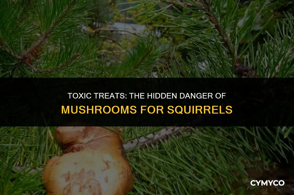 are mushrooms poisonous to squirrels