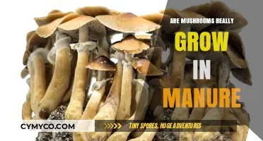 The Surprising Truth About Mushrooms and Manure: A Growth Story
