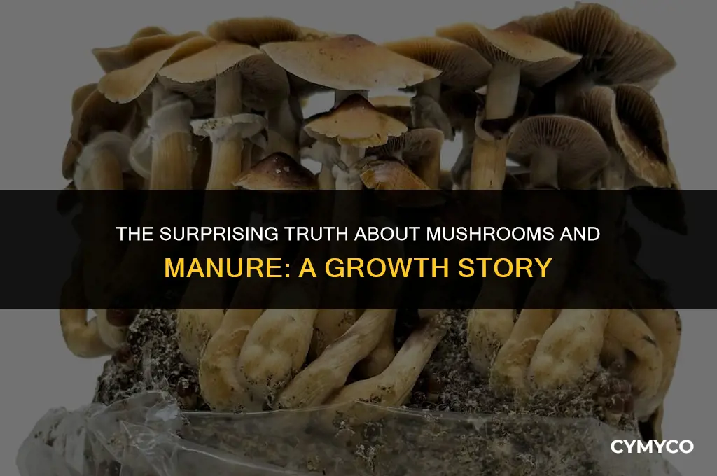 are mushrooms really grow in manure