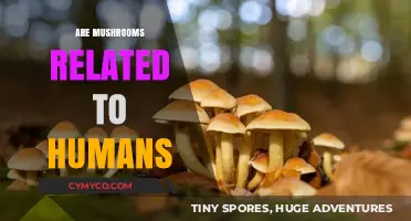 Exploring the Fascinating Connection Between Mushrooms and Human Evolution