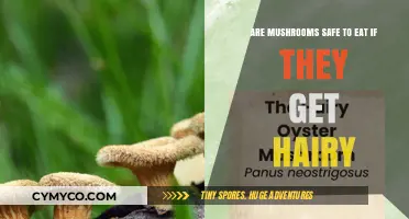 Exploring Edibility: The Truth About Hairy Mushrooms