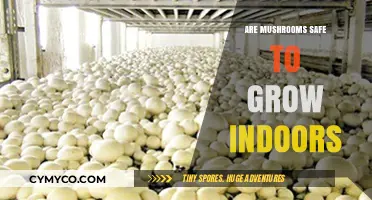 Exploring the Safety of Indoor Mushroom Cultivation: A Comprehensive Guide
