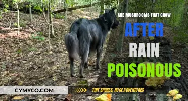 Post-Rain Mushroom Growth: Poisonous or Safe?
