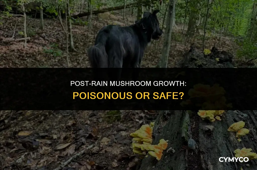 are mushrooms that grow after rain poisonous