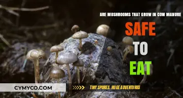 From Dung to Delicacy: The Edibility of Cow Manure Mushrooms