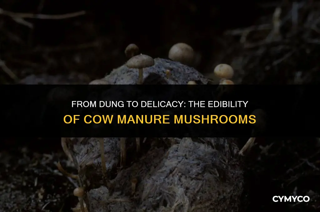 are mushrooms that grow in cow manure safe to eat