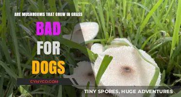 Toxic or Treat? Mushrooms in Grass and Their Impact on Dogs