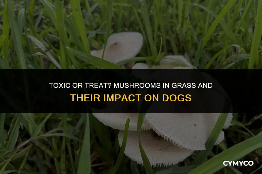 are mushrooms that grow in grass bad for dogs