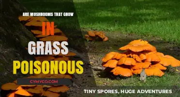 Exploring the Edibility of Lawn Mushrooms: A Guide to Safe Foraging