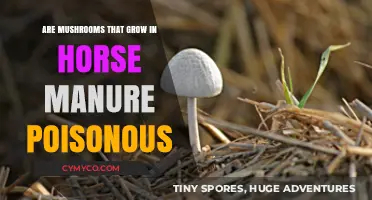 Exploring the Edibility of Mushrooms Grown in Horse Manure