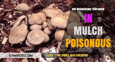 Mulch Mushrooms: Unveiling the Truth About Their Edibility