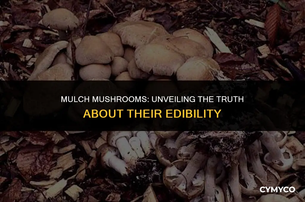 are mushrooms that grow in mulch poisonous