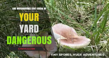 Are Mushrooms Growing in Your Yard Safe or Dangerous?