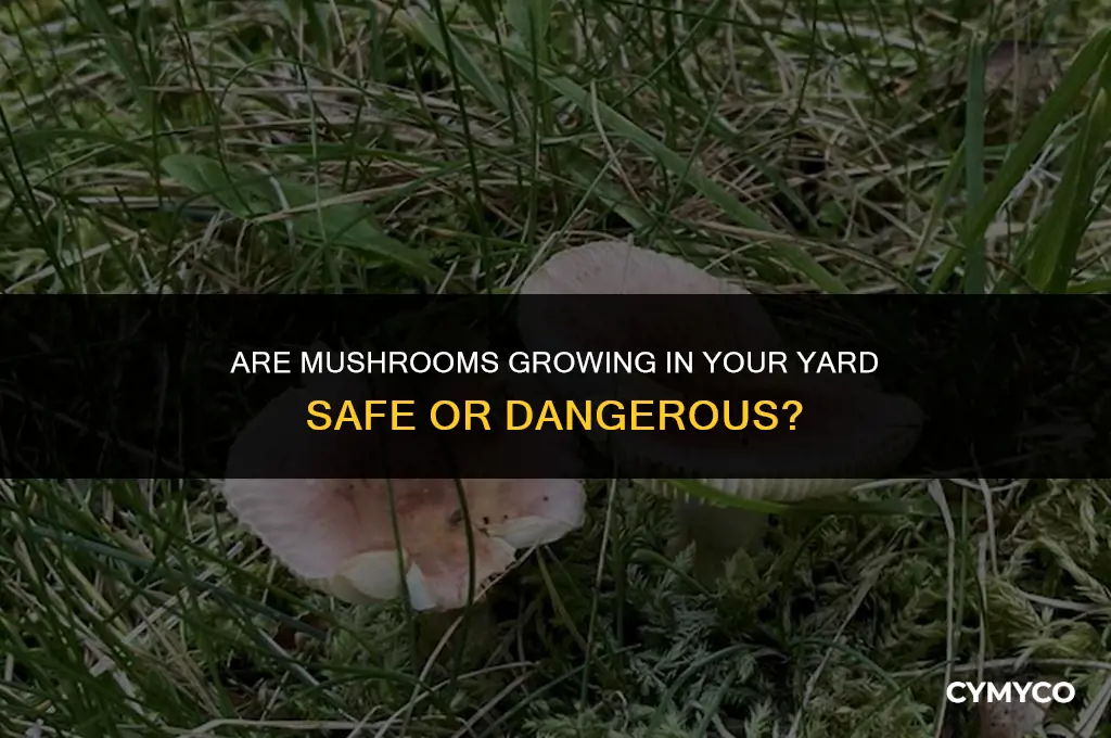are mushrooms that grow in your yard dangerous