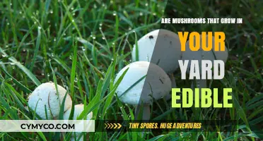 Exploring Edibility: A Guide to Yard-Grown Mushrooms