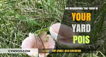 Are Mushrooms Growing in Your Yard Poisonous?