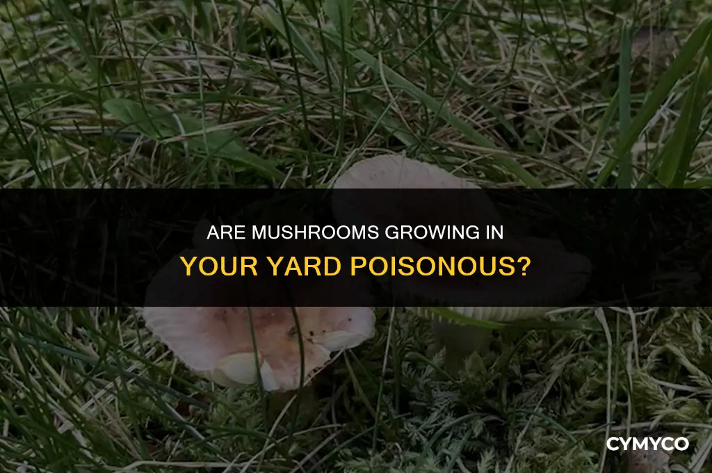 are mushrooms that grow in your yard pois