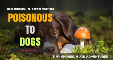 Toxic or Treat? Identifying Mushrooms Safe for Dogs in Your Yard