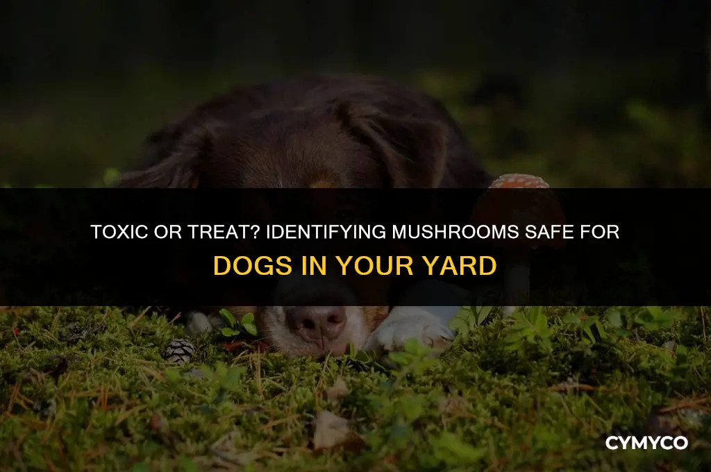 are mushrooms that grow in your yard poisonous to dogs