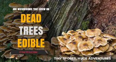 Nature's Bounty or Poison: Edibility of Mushrooms on Dead Trees