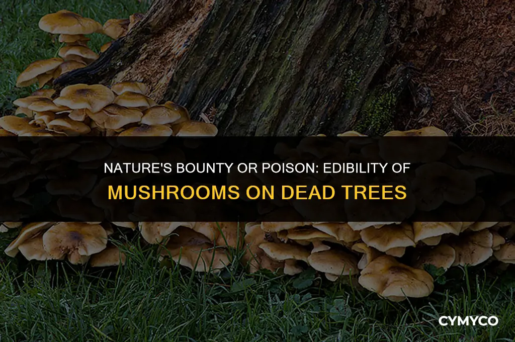 are mushrooms that grow on dead trees edible