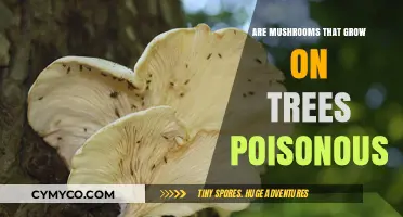 Nature's Hidden Dangers: Tree-Growing Mushrooms and Their Toxicity