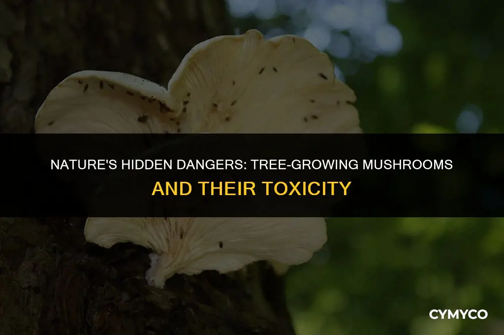 are mushrooms that grow on trees poisonous