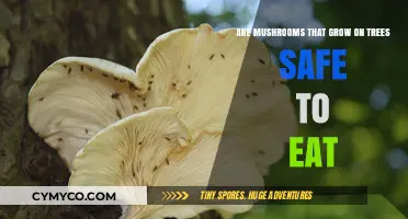 Exploring Edibility: Tree-Grown Mushrooms Safe to Savor?