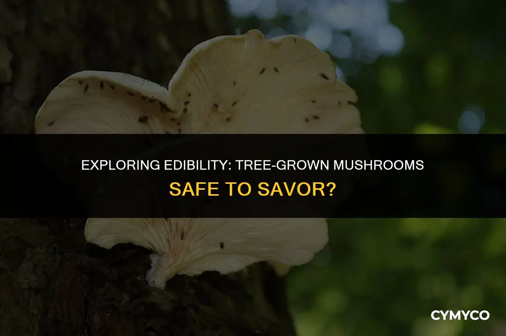 are mushrooms that grow on trees safe to eat