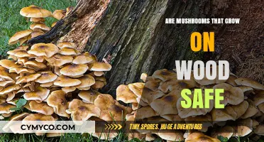 Exploring Edibility: Are Wood-Grown Mushrooms Safe to Eat?