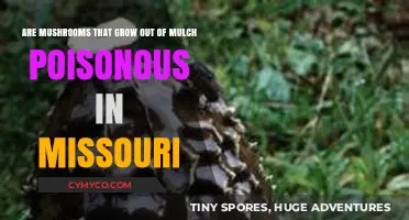 Missouri Mushrooms: Unveiling the Truth About Mulch-Grown Varieties