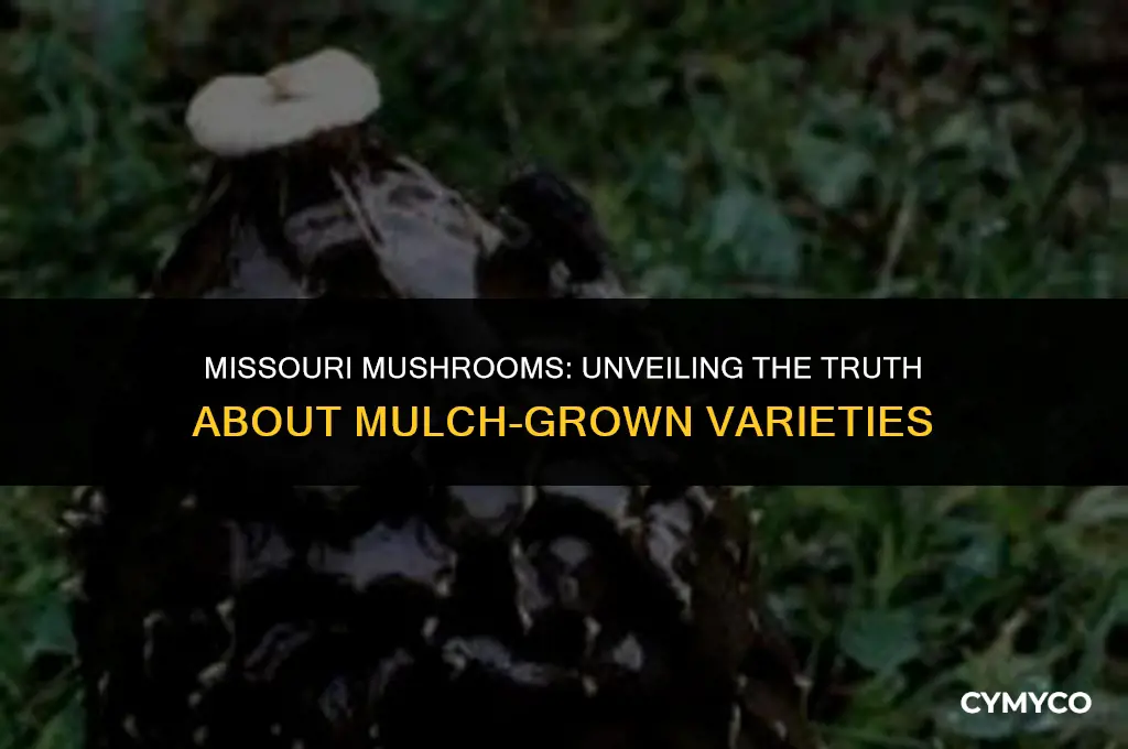 are mushrooms that grow out of mulch poisonous in missouri