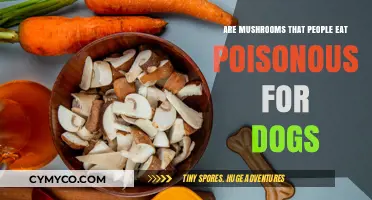 Can Dogs Safely Eat Mushrooms? A Guide for Pet Owners