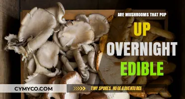 Nature's Surprise: The Edibility of Overnight Mushrooms