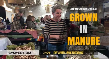 From Manure to Market: The Surprising Origins of Edible Mushrooms