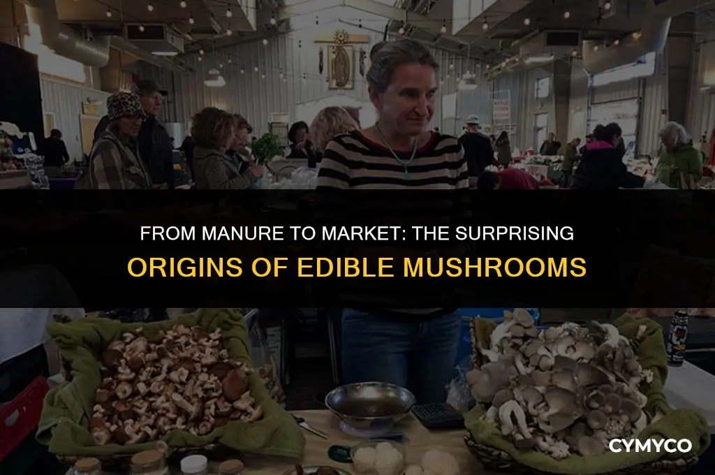 are mushrooms we eat grown in manure
