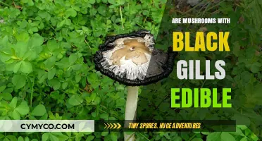 Exploring Edibility: A Guide to Mushrooms with Black Gills