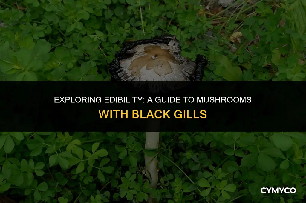 are mushrooms with black gills edible