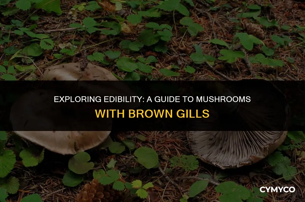 are mushrooms with brown gills poisonous