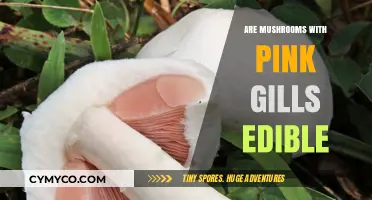 Exploring Edibility: A Guide to Mushrooms with Pink Gills