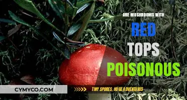 Exploring the Edibility of Red-Topped Mushrooms: A Comprehensive Guide