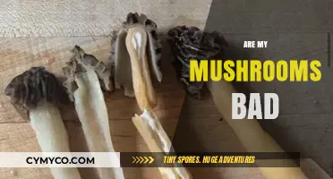 How to Tell If Your Mushrooms Have Gone Bad: A Guide