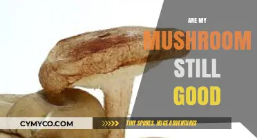 Are My Mushrooms Still Good? A Guide to Freshness and Safety