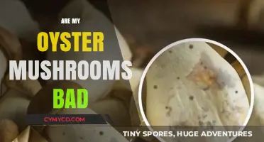 Are My Oyster Mushrooms Spoiled? A Guide to Freshness and Safety