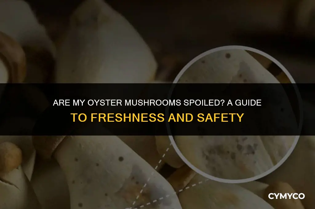are my oyster mushrooms bad