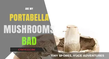 Are My Portabella Mushrooms Spoiled? A Guide to Freshness
